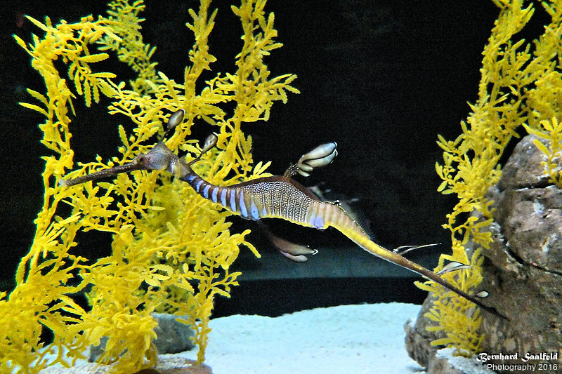 Bernhard Saalfeld - Ozeanarium II
